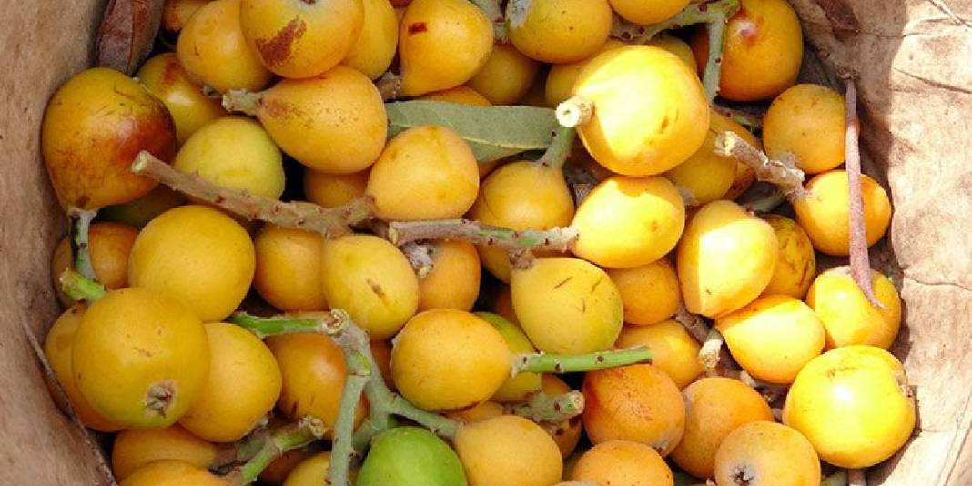 Günlük 2 ton toplanıyor, adına ‘Sarı altın’ deniliyor! Ülkeler almak için sırada: 90 TL’den havada kapılıyor 2